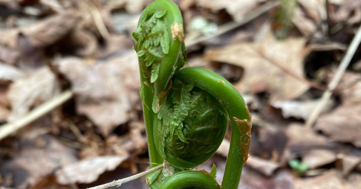 May in Maine: 10 ways to get outside this month