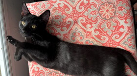 Fritz is still awaiting adoption at Foster and Forever Pet Rescue months after all his siblings already got picked.