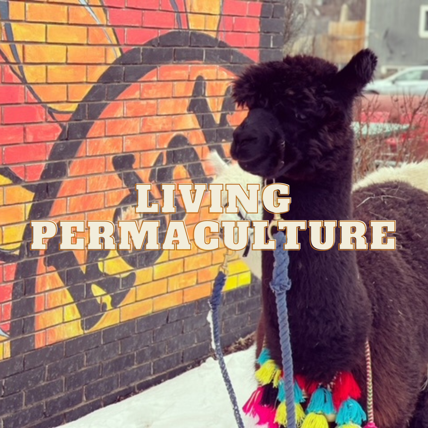 Living Permaculture | Career History and Journey to Permaculture Design