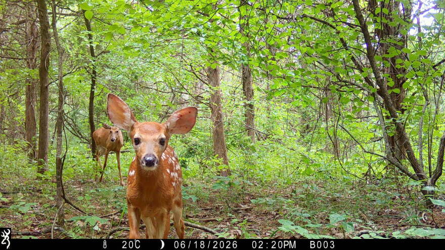 Image of two deer looking at a wildlife camera in Baskett Forest.
