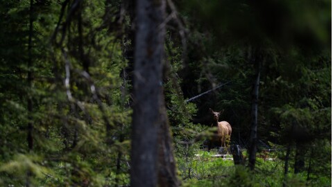 Elk in the Blue Mountains