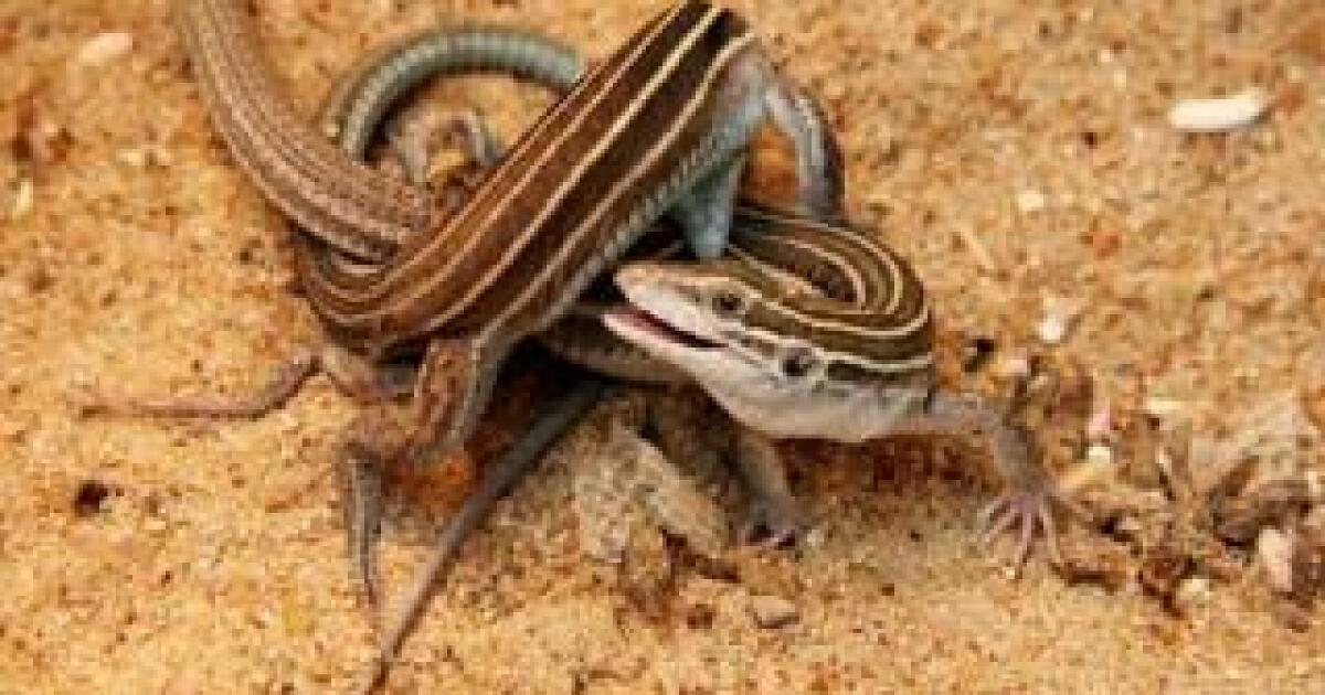 Earth Notes Lizard Parthenogenesis