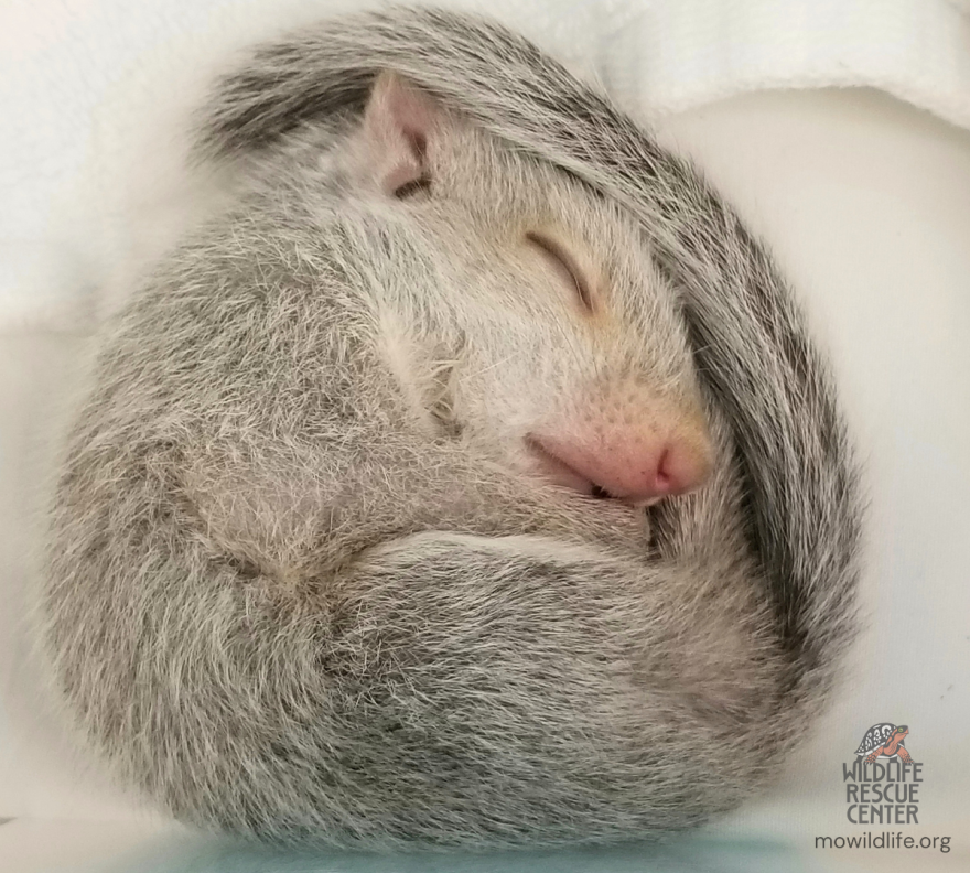 A baby leucistic gray squirrel under care at the Wildlife Rescue Center. 