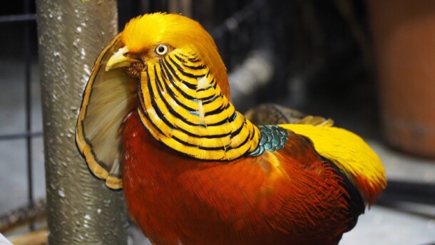 Bird rescue seeks zoning variance to build permanent sanctuary