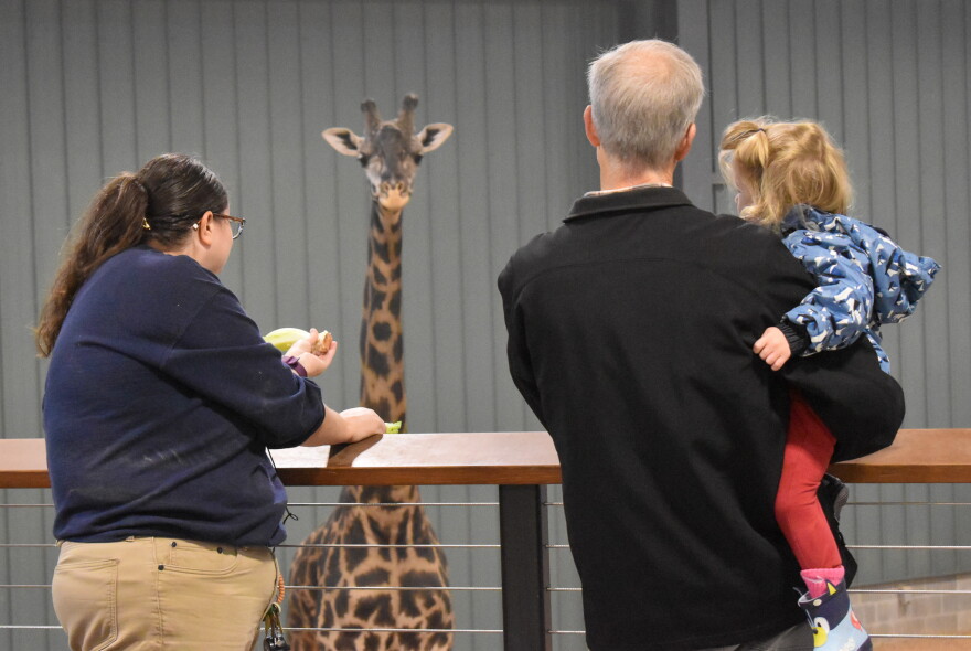 A zookeeper tries to entice a giraffe to eat a piece of lettuce.