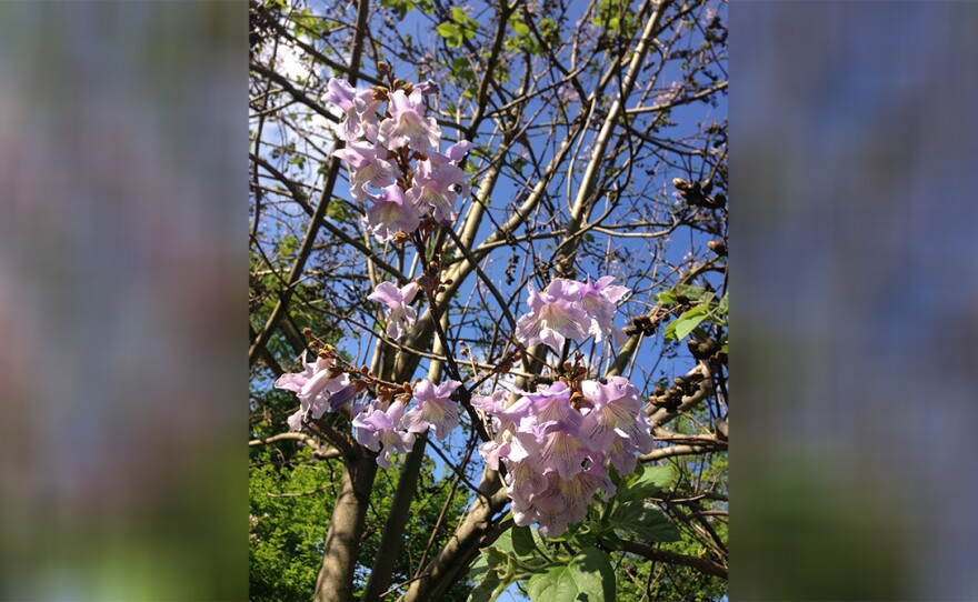 Royal Paulownia blossoms.