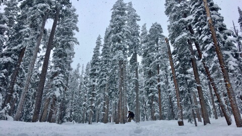 A skier navigates a snowy forest at Aspen Highlands ski mountain in December 2019. The majority of the water in Lake Powell originates as snow in Colorado. The nation’s second-largest reservoir has been crippled by more than two decades of dry conditions.