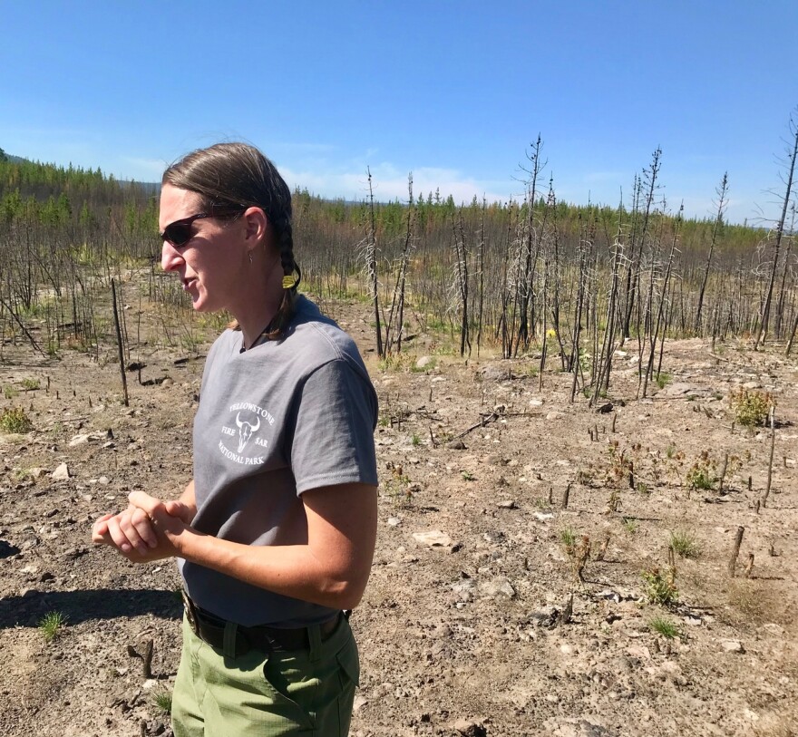 Yellowstone National Park Fire Ecologist Becky Smith in an area that burned in 1988, and again in 2016