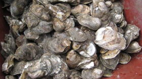 After the oil disaster, the Gulf seafood harvest is reason for special gratitude this Thanksgiving.