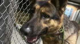 Eastern North Carolina animal services officers are working to identify the person who pushed this German Shepherd out of a pickup.