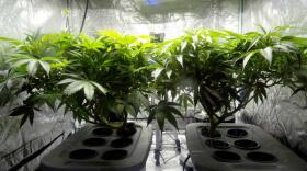File photo of indoor cannabis plants. Washington state does not allow home grows. PLANTLADY223 / WIKIMEDIA -TINYURL.COM/Y865PHLT