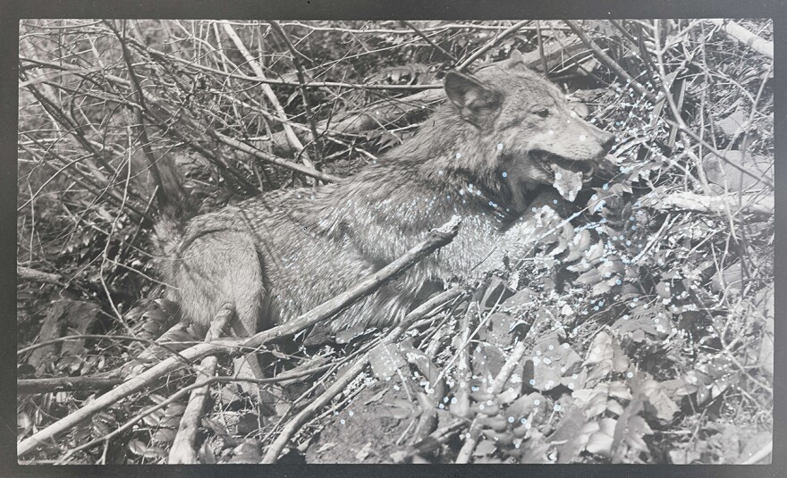 An older black and white photo of a timber wolf lying on leaves and brush. 