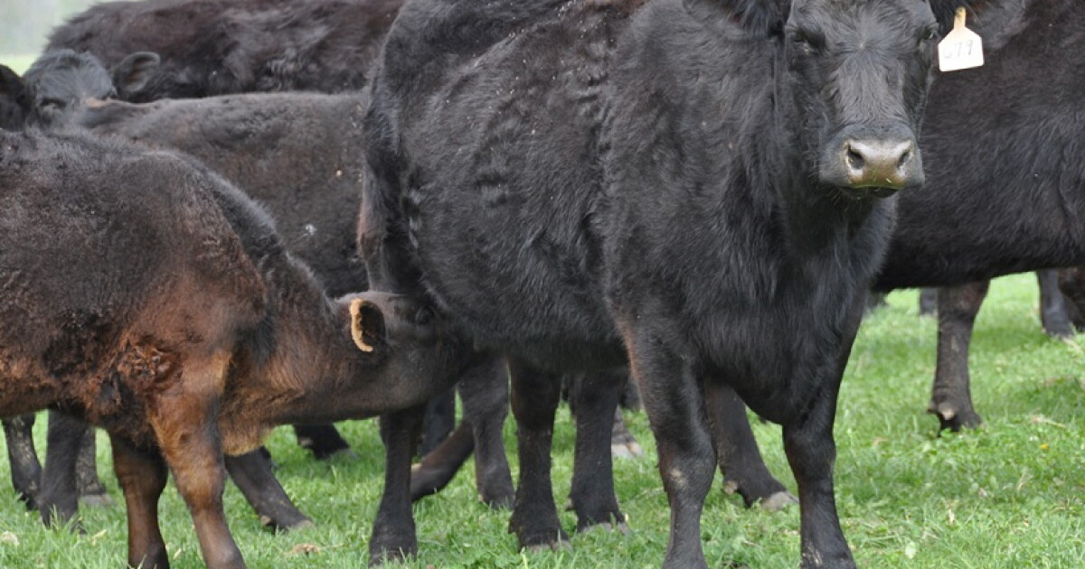 Missouri Reclaims Second Highest Beef Cow Count in US | STLPR