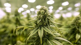 A budding mature marijuana plant. (Jesse Costa/WBUR)