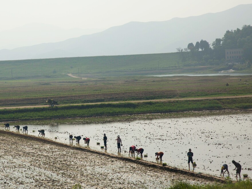 North Korean farmers work in a rice paddy outside the capital Pyongyang.