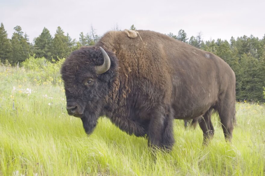 After more than 100 years of federal control, the lands of the National Bison Range is being returned to the Confederated Salish and Kootenai Tribes. 