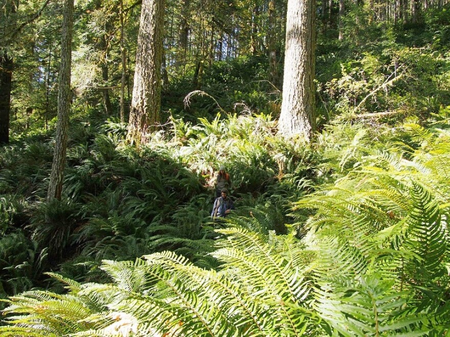 Members of Eugene-based conservation group Cascadia Wildlands toured some of the areas in the Siuslaw watershed proposed for logging in the BLM plan.