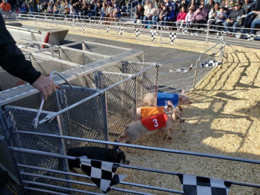 Pigs squeal out of the gates at the Pork Chop International Speedway at the stock show and rodeo