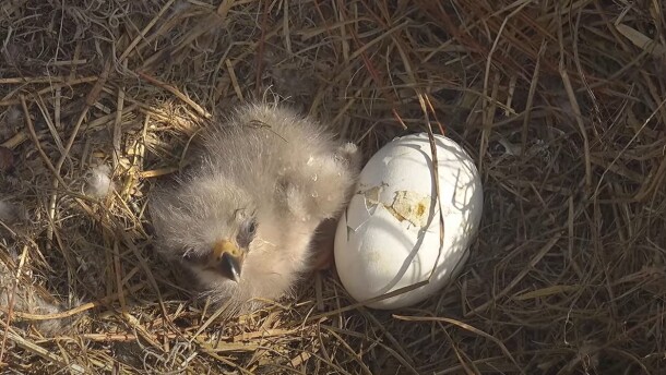 Newly hatched eaglet E26 with the second egg. The second egg appears to be in the hatching process but that has not yet been confirmed.