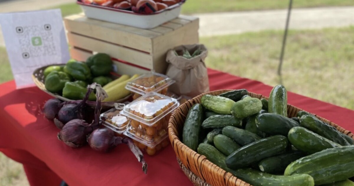 “Diet vs. Sedentary Lifestyle: What Elon Research Reveals About the True Causes of Obesity”