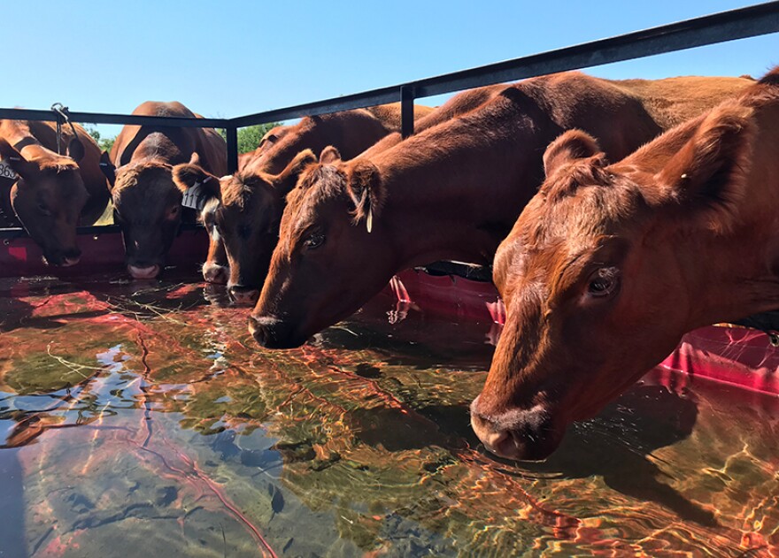 Cows drink from a tank at Seacross Ranch