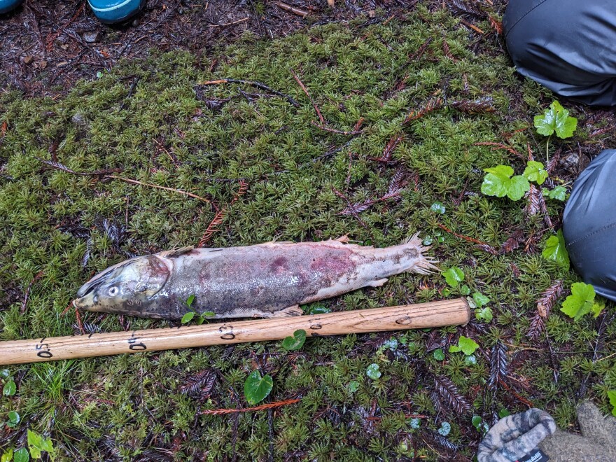 A dead fish lies on the mossy forest floor.