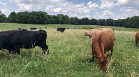 Black and Red Angus cattle graze in a pasture in Calloway County, Kentucky.