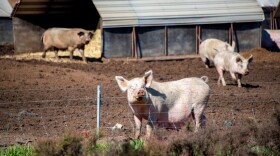 Proposition 12 sets minimum space standards for pigs, hens, and calves, and requires all pork sold in California to meet those rules, even if it's produced out of state.