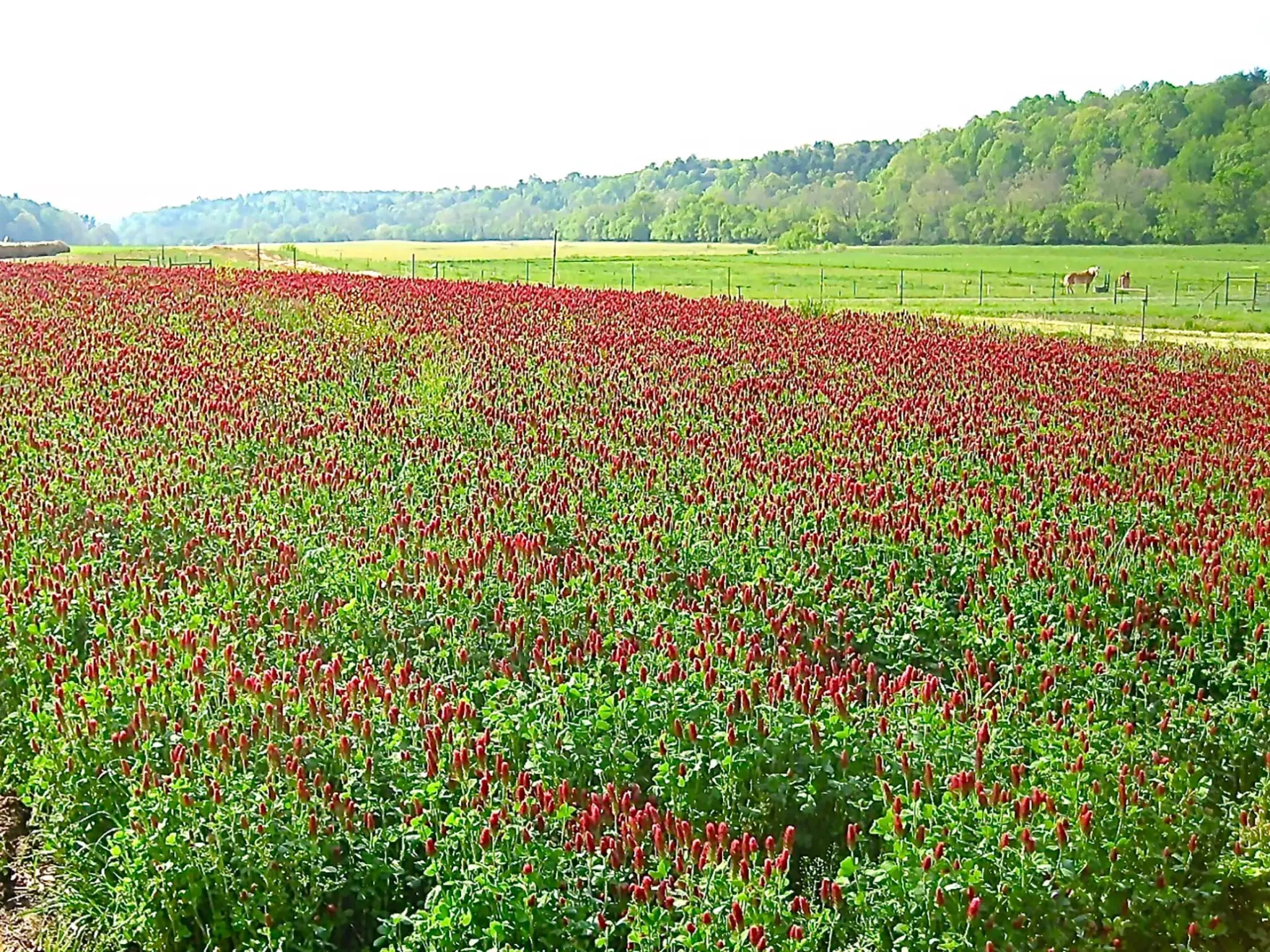 crimson-clover-field-about-pg-break