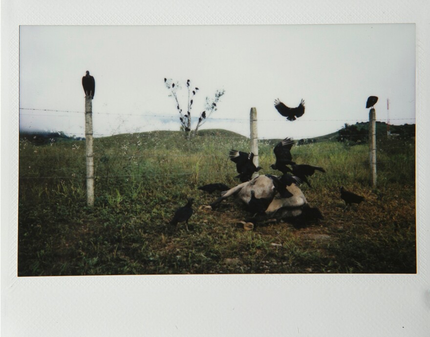 A horse cadaver is eaten by vultures near Zabaleta.