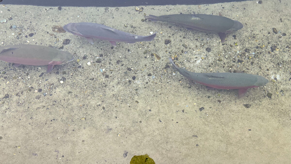 A fish hatchery in Sandwich among the oldest in the country - Vimarsana News