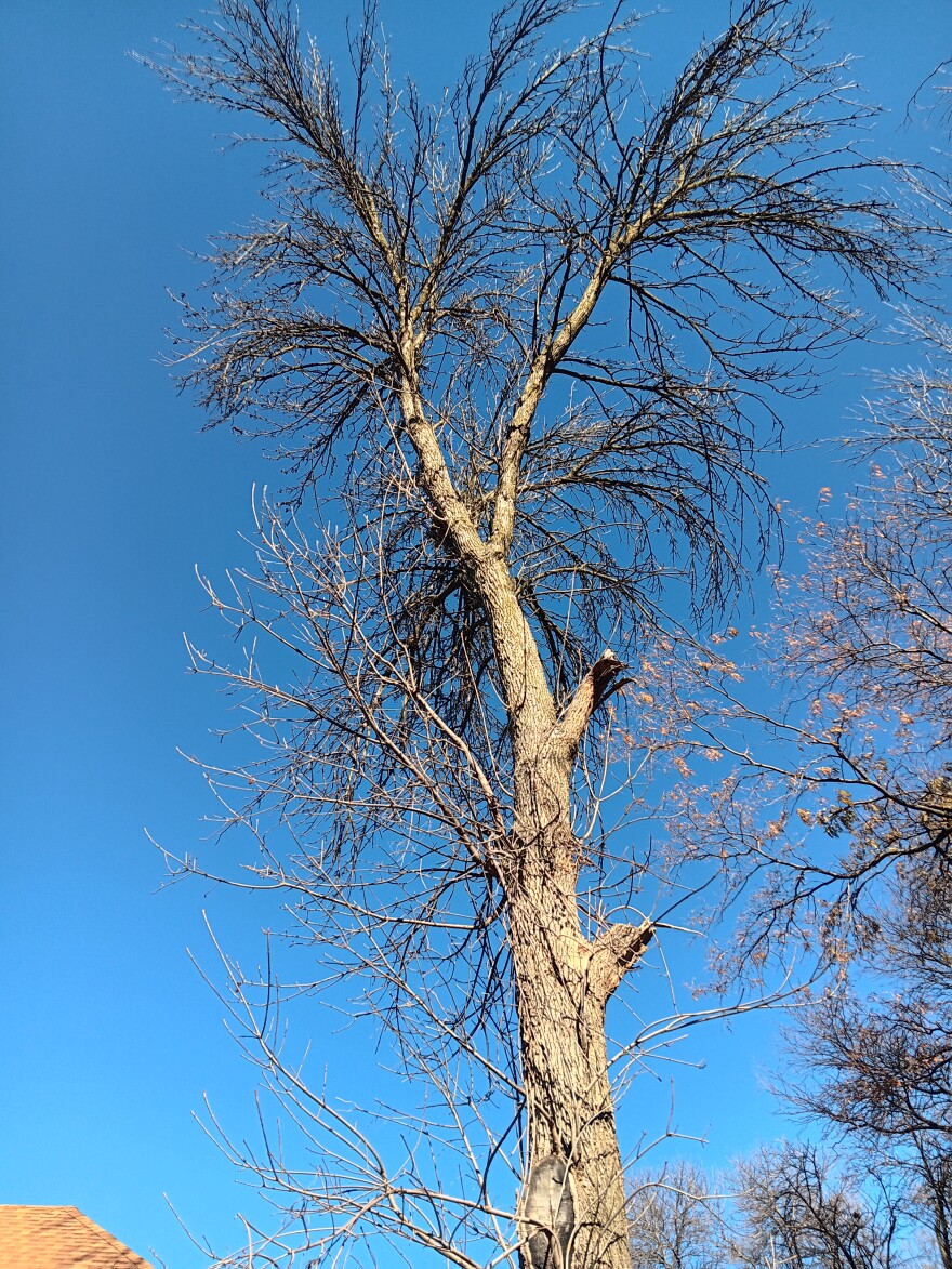 One of two dead ash trees that posed an immediate threat to two homes. The Branch Out program facilitated their removal.