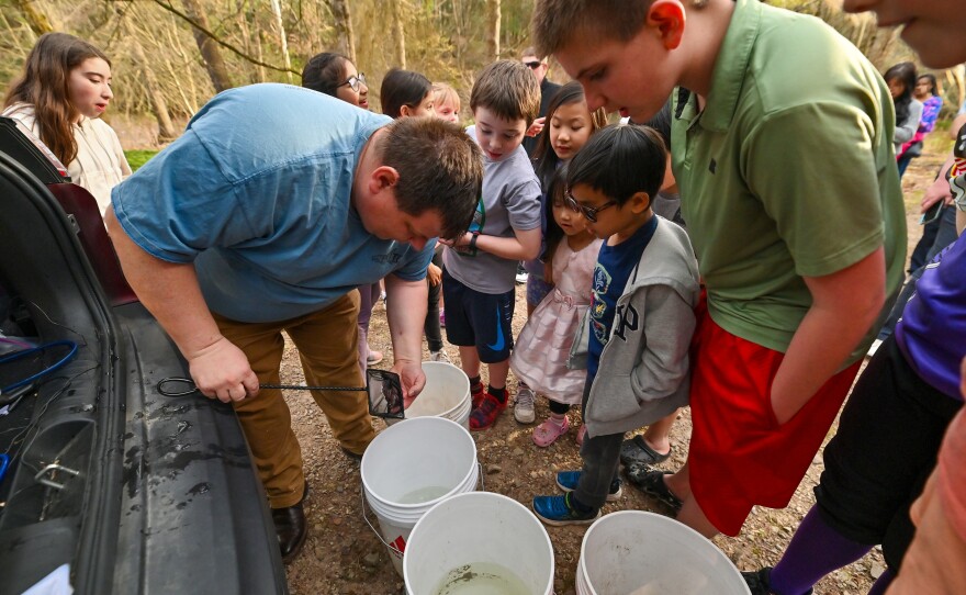 Students watch as trout in the fry stage of life are moved to buckets to be transported.