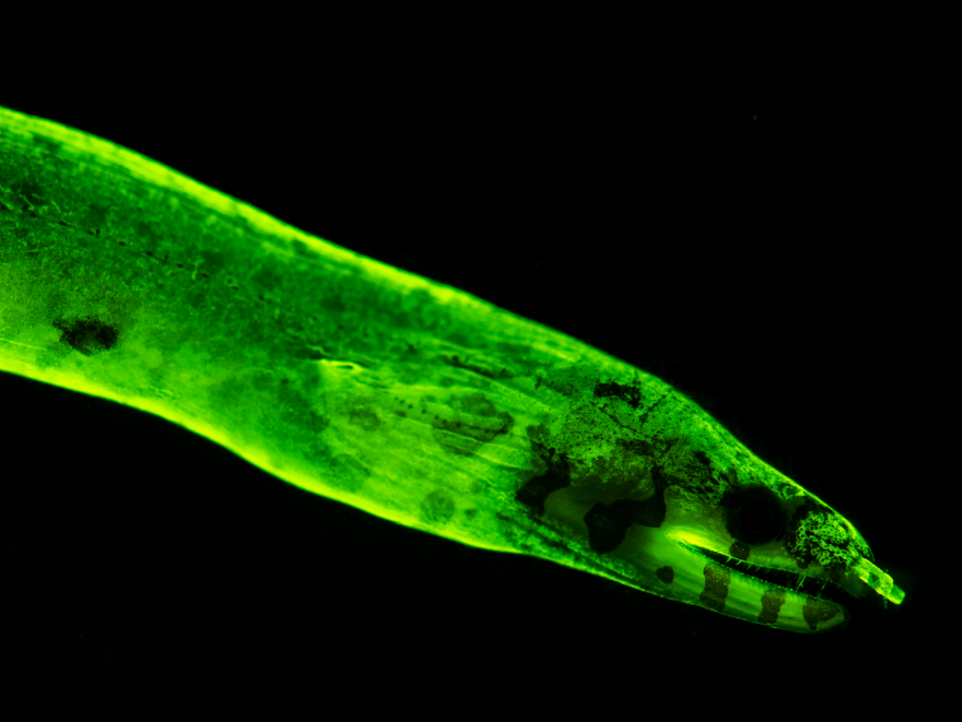 Close-up of fluorescent eel.