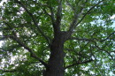 The sycamore tree where Barb Agnew first spotted monarch butterflies and led to years of stewardship.
