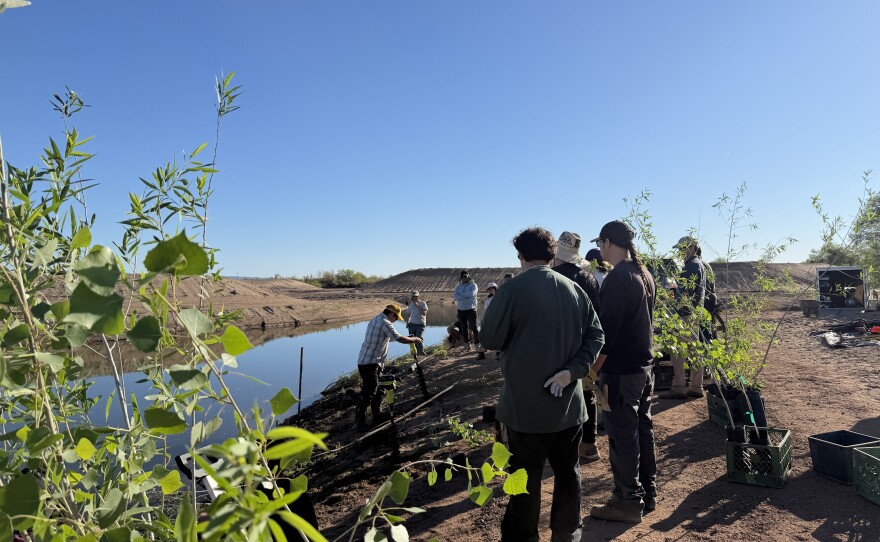 Volunteers gather at the Cocopah North Reservation to take part in hands-on work for the tribe’s ecological restoration project on March 12, 2026.