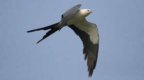 A Swallow Tailed Kite