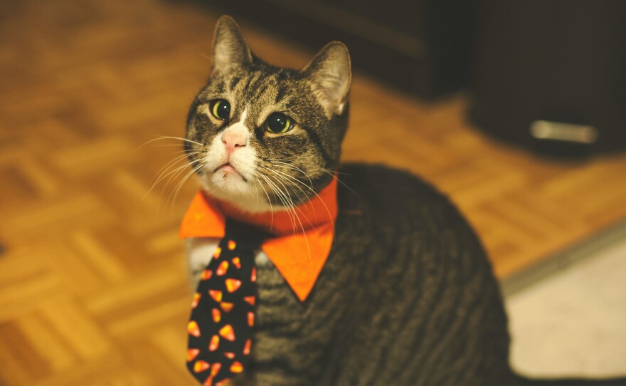 A striped tabby cat wears an orange Halloween tie around its neck.