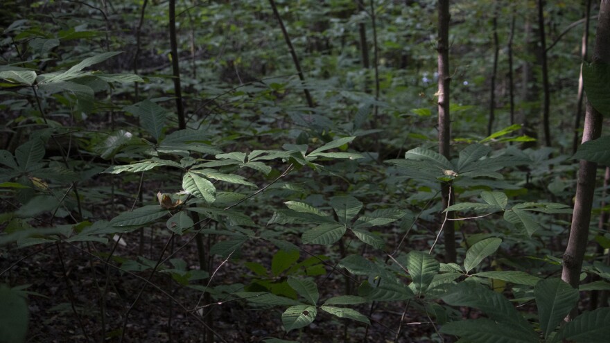 Pawpaw-Patch-Athens-Koscho.jpg