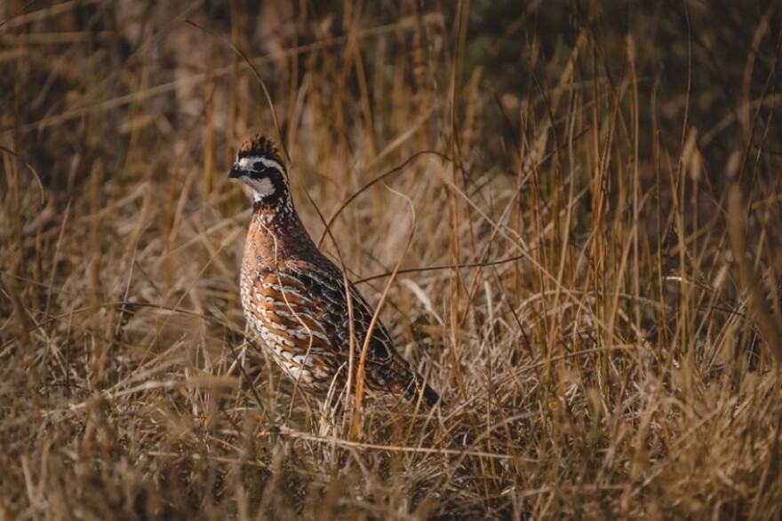 Bobwhite Quail