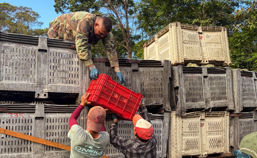 Edgar's workers loading a basket of pineapples onto the distribution truck.