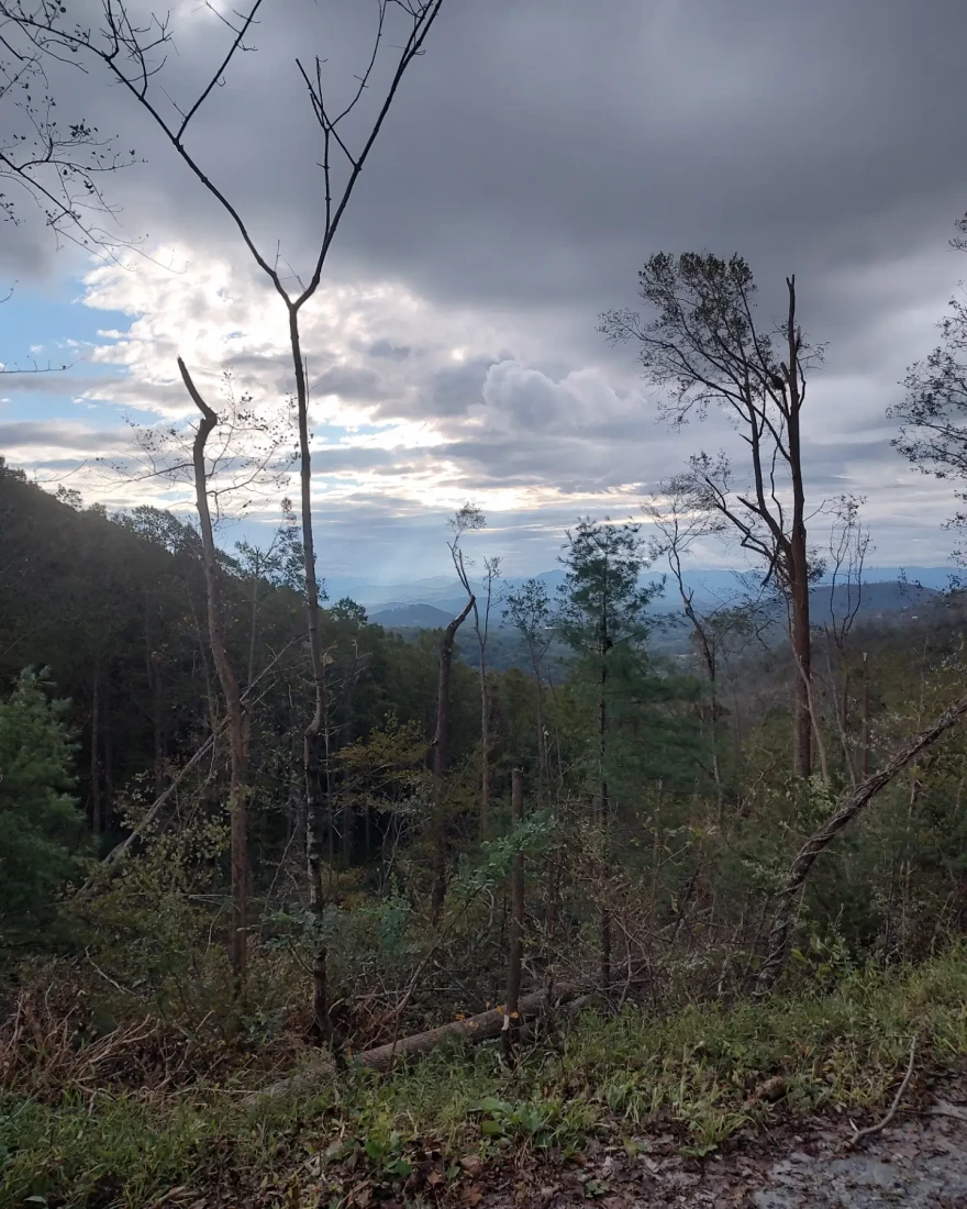 In the trees you can see in the path of the tornado.