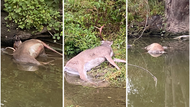 Images of three deer found dead in the Cass River in Saginaw County. The Michigan Department of Natural Resources suspects epizootic hemorrhagic disease, or EHD.