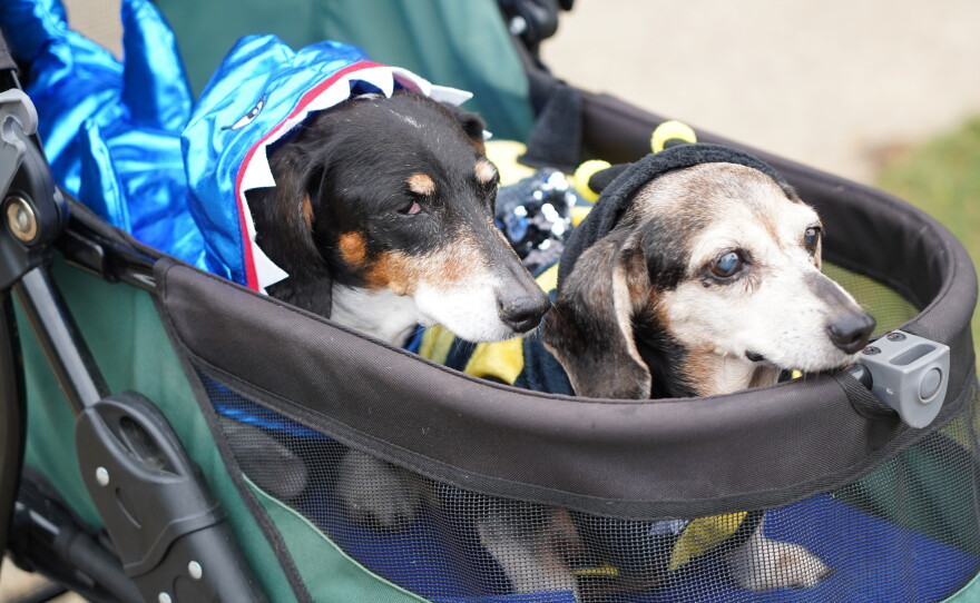 Dachshunds of Columbia held its annual "Halloweenie Walk" on Saturday, Oct. 17, 2026 in Columbia, S.C.