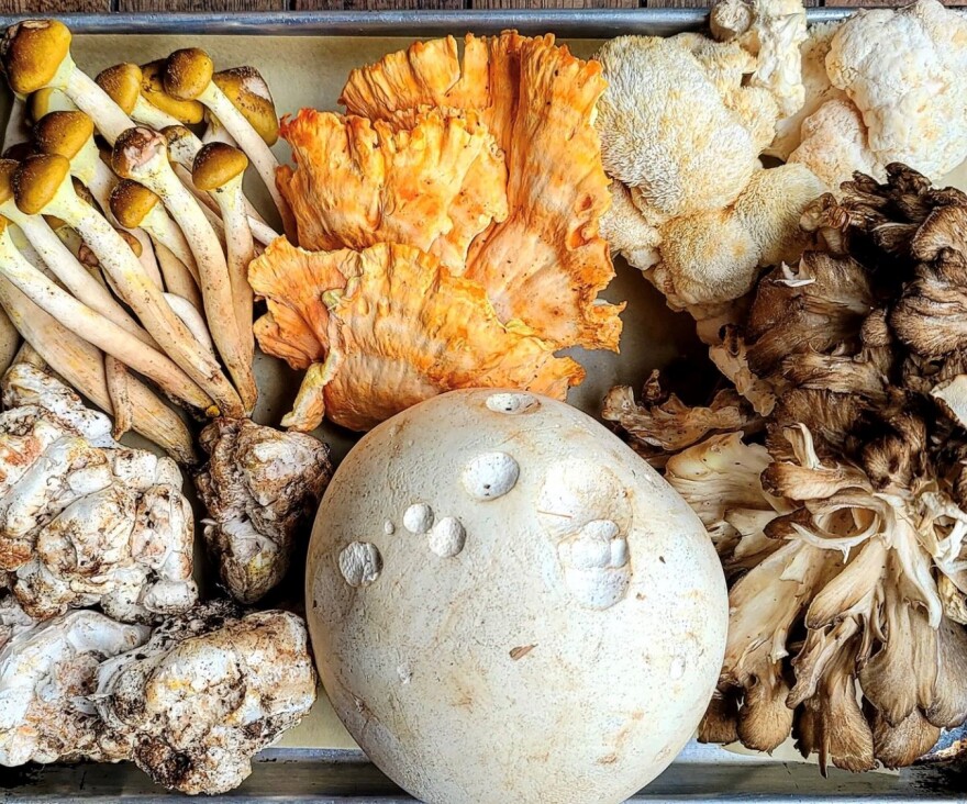 A haul of fabulous fungi. Credit - @foraged.eatery/Instagram