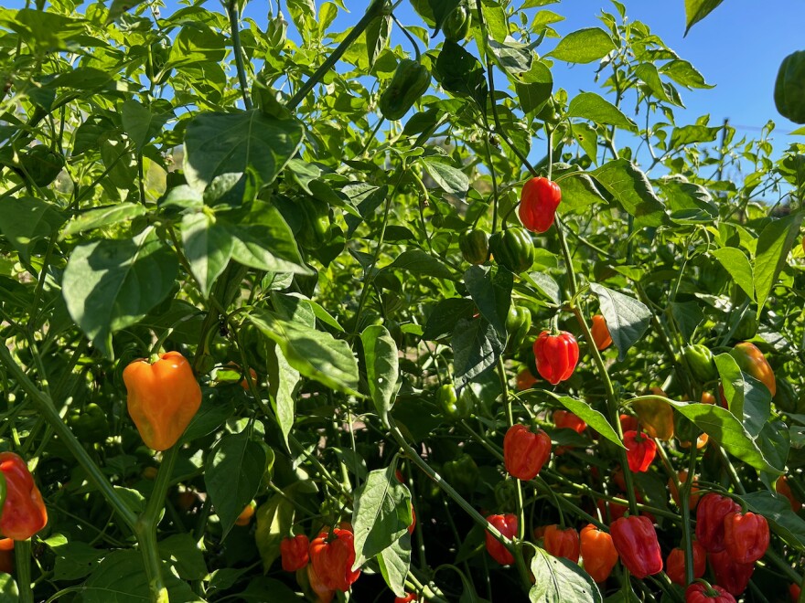 peppers grow on a plant