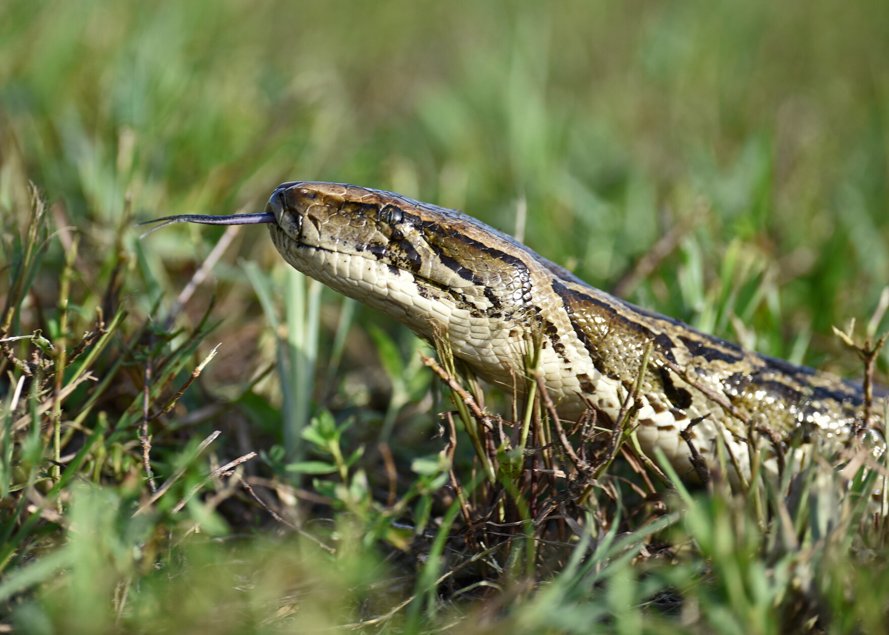 Wild Bermes Python Top hunter captures 28 invasive Burmese pythons during summer contest ...