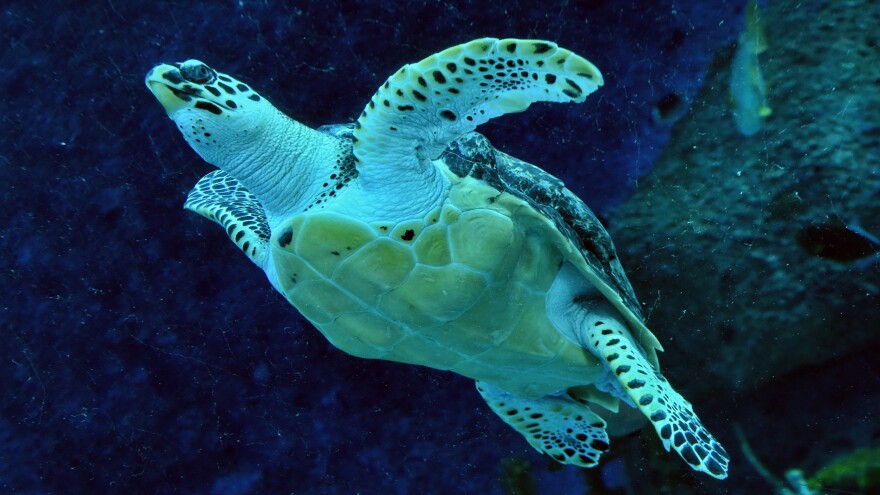 "Nature is declining globally at rates unprecedented in human history," a U.N. panel says, reporting that around 1 million species are currently at risk. Here, an endangered hawksbill turtle swims in a Singapore aquarium in 2017.