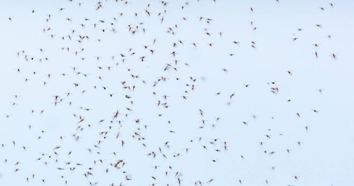 Stateside Podcast Mosquitoes, Mosquitoes Everywhere!