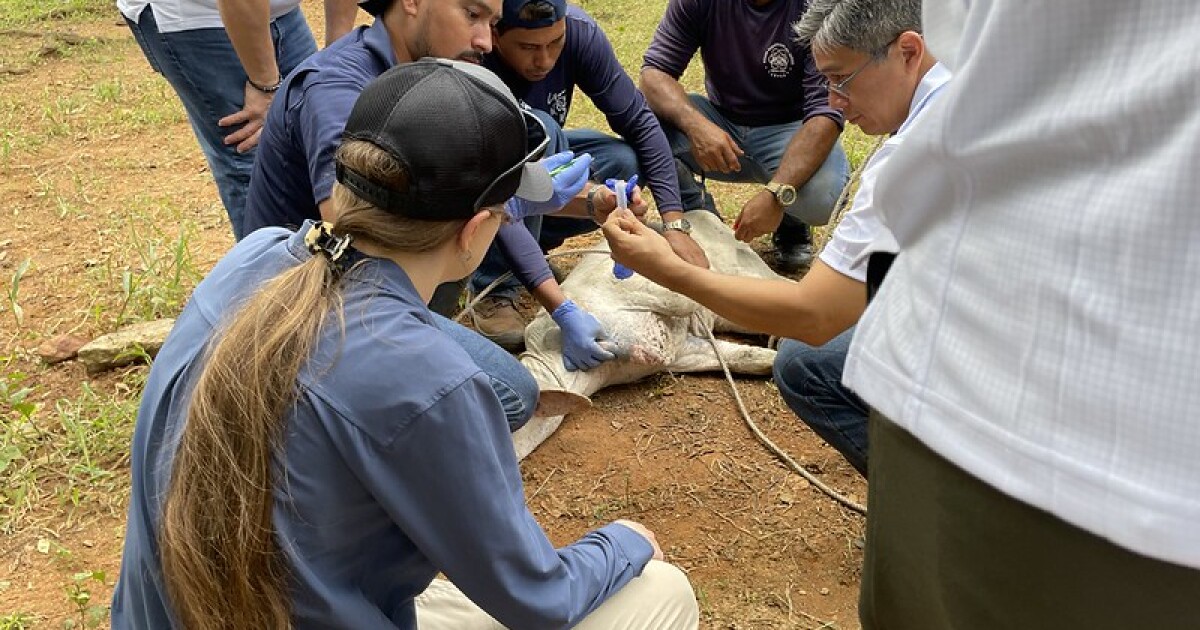 The return of the new world screwworm